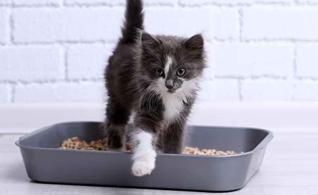 Conoce cada cuanto debes limpiar el arenero de tu gato. Foto: Purina