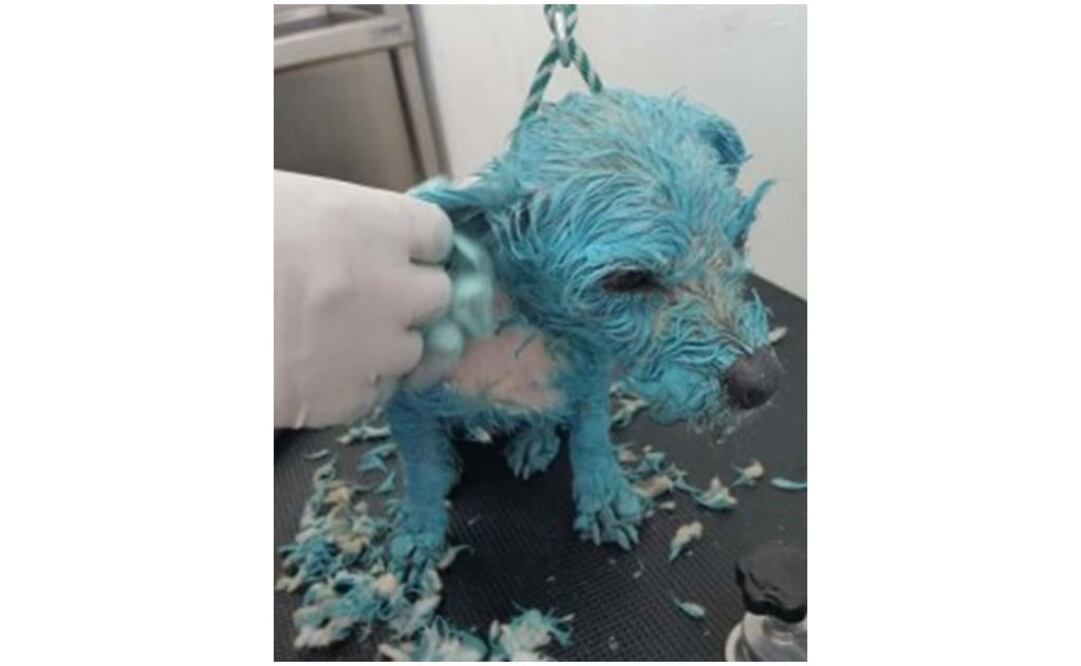 Foto: tomada de Redes Sociales 