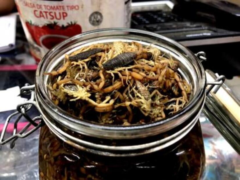 Scorpion hunting: the trade which feeds hundreds of families in Durango