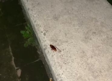 ¿Plaga de cucarachas? Captan cuatro en jardinera de Tlatelolco