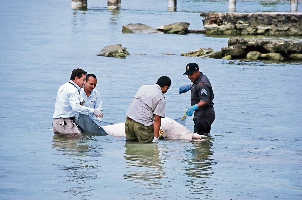 Monitoreo. La dependencia y especialistas hacen recorridos para determinar las causas de las muertes de manatíes y prevenir que continúen. (ARCHIVO EL UNIVERSAL)