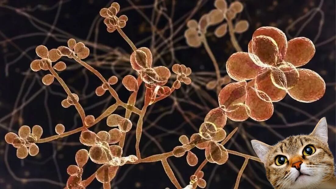 Sporothrix brasiliensis, el hongo que ataca a gatos y puede transmitirse a humanos. Foto: Redes Sociales