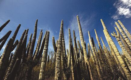 Tehuacán-Cuicatlán valley is now a World Heritage site