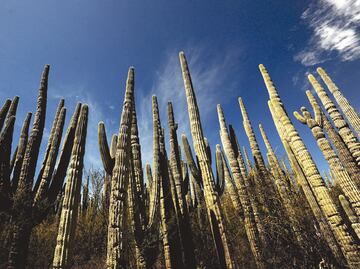 Tehuacán-Cuicatlán valley is now a World Heritage site