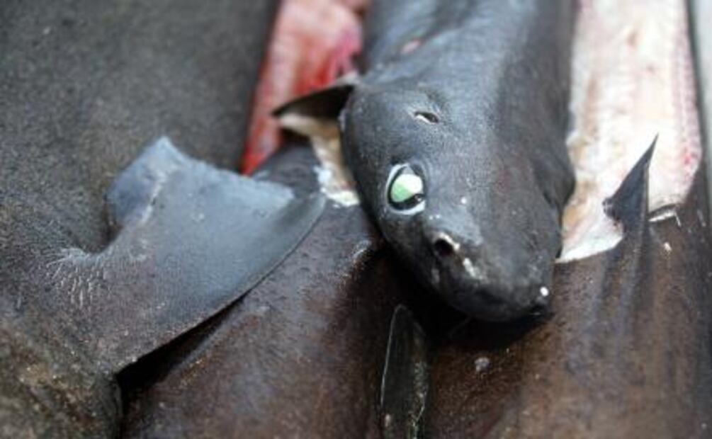 Revelan cuáles países explotan más las aguas internacionales