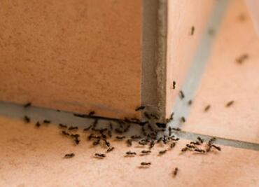 5 remedios caseros para terminar con las hormigas en tu casa; descubre cuáles son