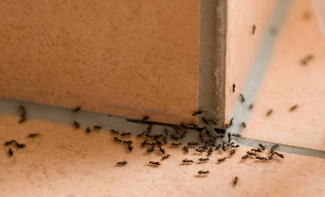 Remedios caseros para terminar con las hormigas. Foto: Pixabay