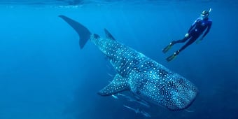 Nada con el tiburón ballena en el mar de Baja California