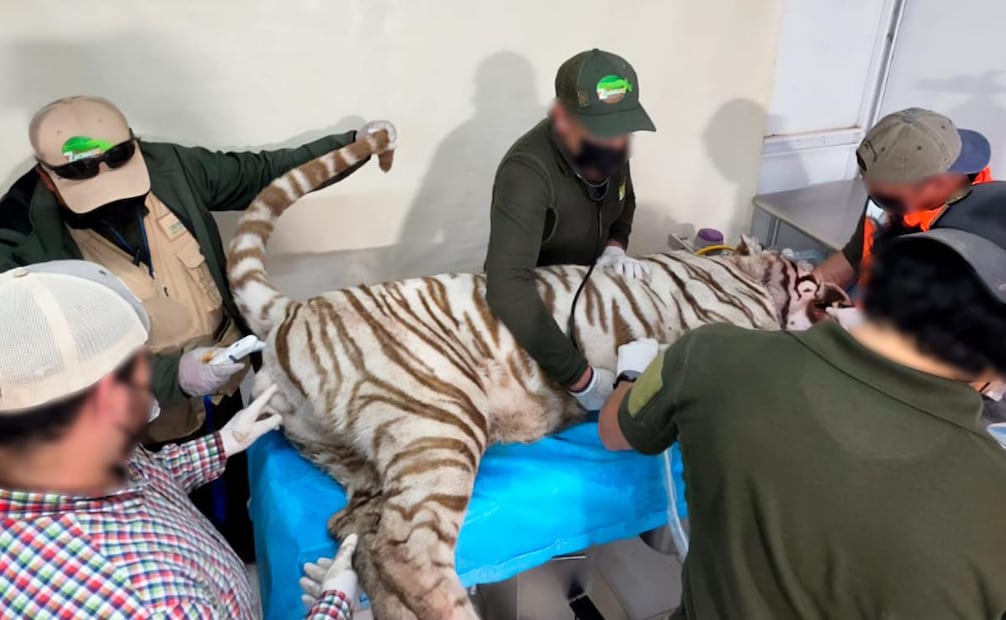 El sábado 27 de junio cuando el tigre escapó de Animal Experience México. Foto: Especial