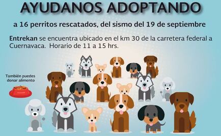 Darán en adopción a 16 perros rescatados tras sismo