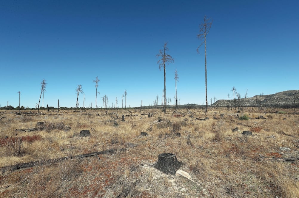 A un costado de la carretera Bocoyna-Creel existe una reserva forestal federal en la que a lo largo de un año los talamontes destruyeron cerca de 60 hectáreas (ARIEL OJEDA. EL UNIVERSAL)