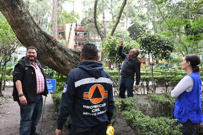 Alcaldía Benito Juárez verifica árboles en riesgo de caer en parques públicos; evalúa si se podan o derriban