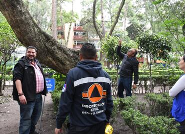 Alcaldía Benito Juárez verifica árboles en riesgo de caer en parques públicos; evalúa si se podan o derriban