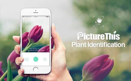 Descubre el mundo de las plantas con PictureThis