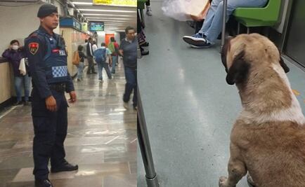 Perrito rebelde: policías, usuarios y sándwich fallan en sacar a can del Metro TIKTOK