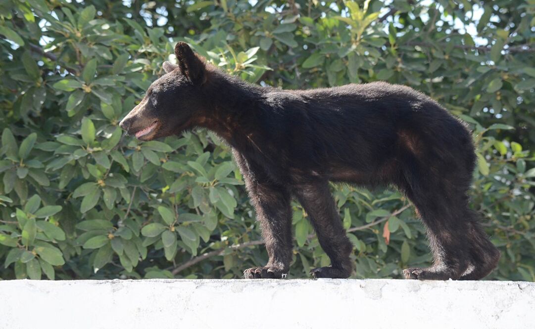 Foto: Emilio Vásquez