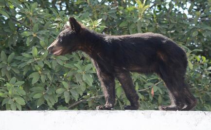 Capturan a cría de oso en zona poblada de Santa Catarina, Nuevo León