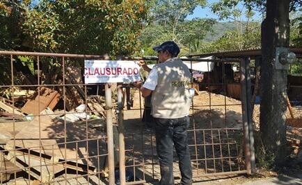 Profepa asegura madera de guamúchil, oyamel y cedro rojo en Colima