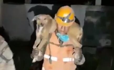 Video. Rescatan a animales tras erupción de volcán de fuego en Guatemala