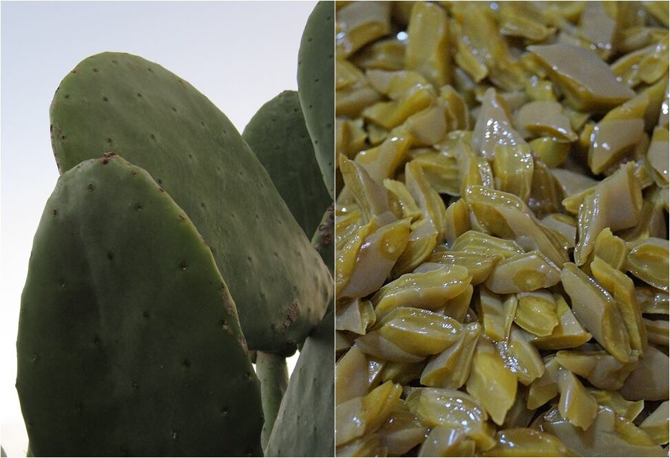 Por cada kilo de nopal se fabrican siete platos ecológicos (Crédito: Pixabay)