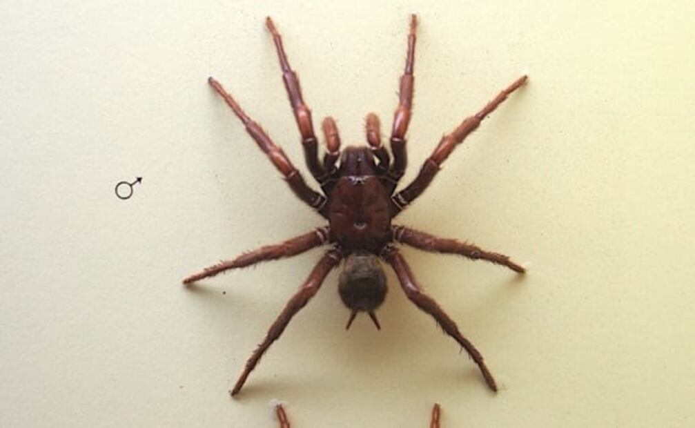 5 animales raros y letales que habitan en Australia 