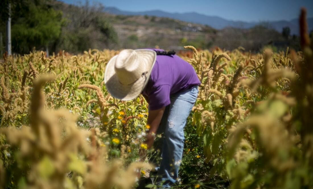 La balanza agroindustrial registró un superávit de tres mil 069 millones de dólares, con exportaciones por 15 mil 610 millones de dólares e importaciones por 12 mil 542 millones de dólares. Foto: Archivo/EL UNIVERSAL