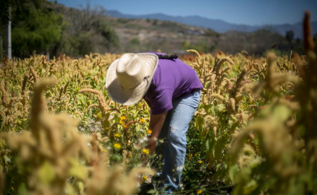 La balanza agroindustrial registró un superávit de tres mil 069 millones de dólares, con exportaciones por 15 mil 610 millones de dólares e importaciones por 12 mil 542 millones de dólares. Foto: Archivo/EL UNIVERSAL