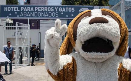 Inauguran primer hotel en la CDMX para perros y gatos abandonados 