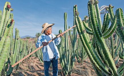 Pitaya en riesgo por Trump; deportación y aranceles de EU preocupan a productores de Oaxaca