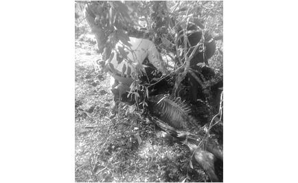 Pumas se han tragado tres animales de patio en Hidalgo, se quejan pobladores