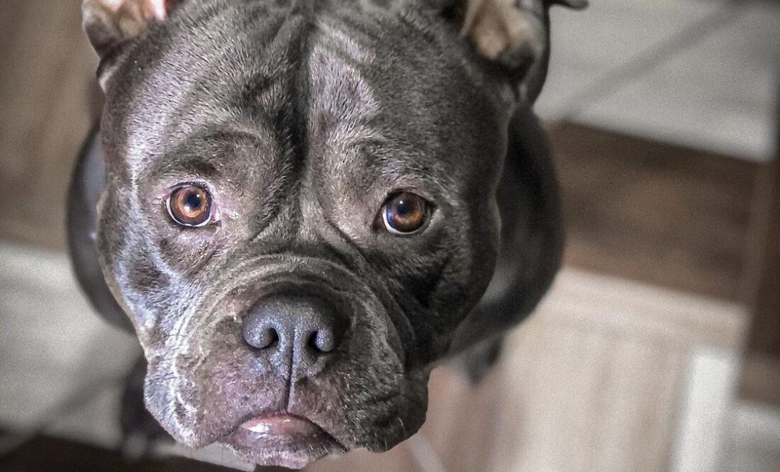 Fuente: Instagram @khambathebully