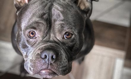 TikTok: Graban a perrita mientras la bañan y genera debate en redes por este motivo