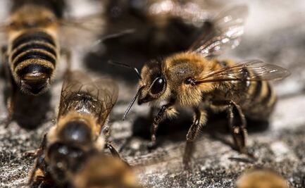 En minutos, entrenan abejas para detectar el Covid-19 con la lengua