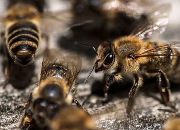 En minutos, entrenan abejas para detectar el Covid-19 con la lengua