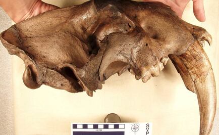 Temidos colmillos de dientes de sable crecían "muy rápido"