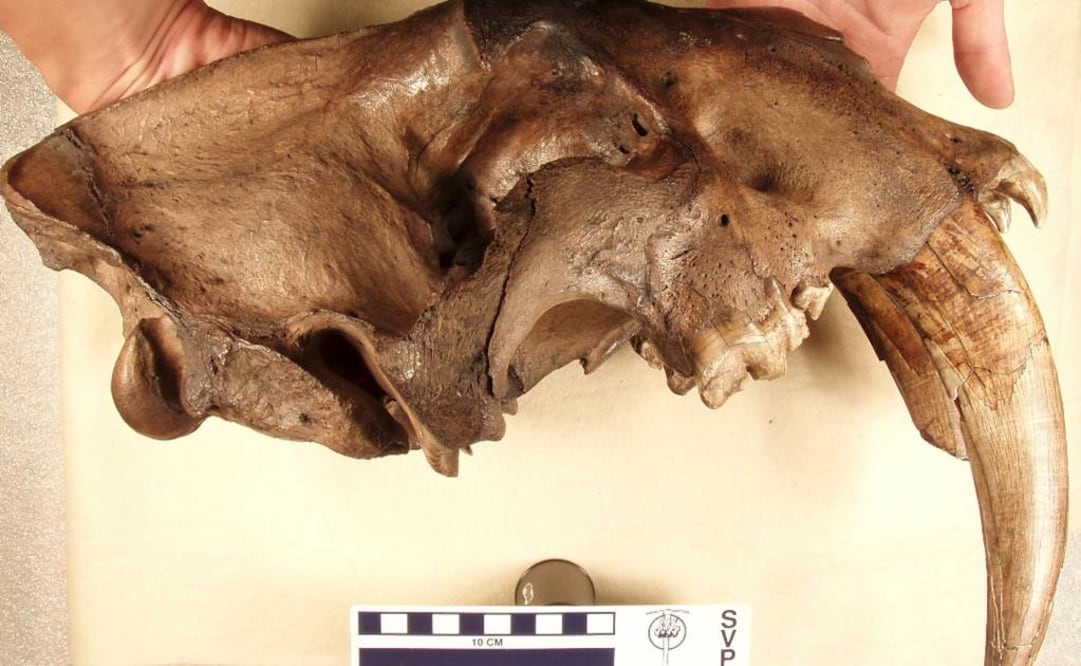 Caninos de estos felinos habían crecido totalmente cuando llegaban a los tres años de edad. Foto: REUTERS