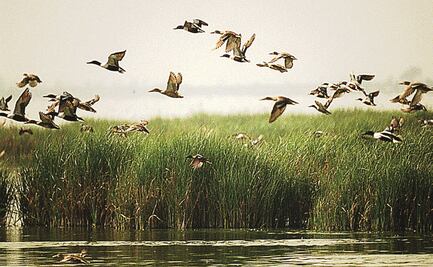 Pérdida de lagos en Valle de México ocasiona aumento de temperatura