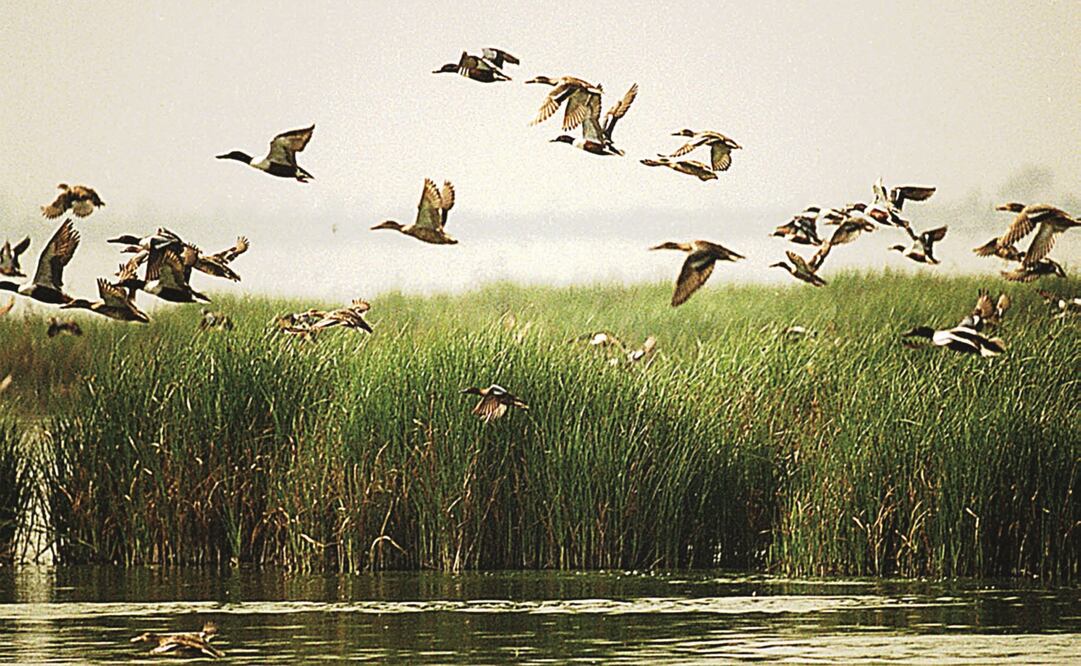 Foto: Archivo / El Universal