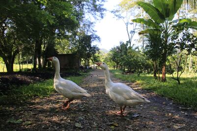 Dos gansos ‘cuidan’ la Finca Rocío de los hijos de AMLO, donde nace el cacao para su chocolatería