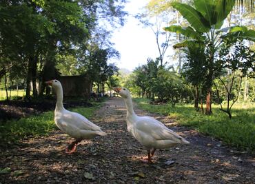 Dos gansos ‘cuidan’ la Finca Rocío de los hijos de AMLO, donde nace el cacao para su chocolatería