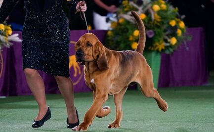 ¿Los perros sabuesos se pondrán de moda después de la Exposición canina Westminster Kennel Club?