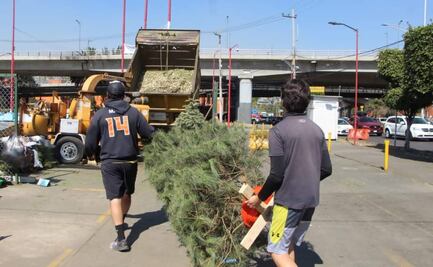 Convertirán árboles de navidad en abono para parques de la Venustiano Carranza