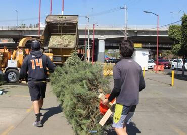 Convertirán árboles de navidad en abono para parques de la Venustiano Carranza