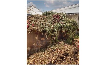 Coronavirus "tumba" producción de flores para el 10 de mayo en Edomex