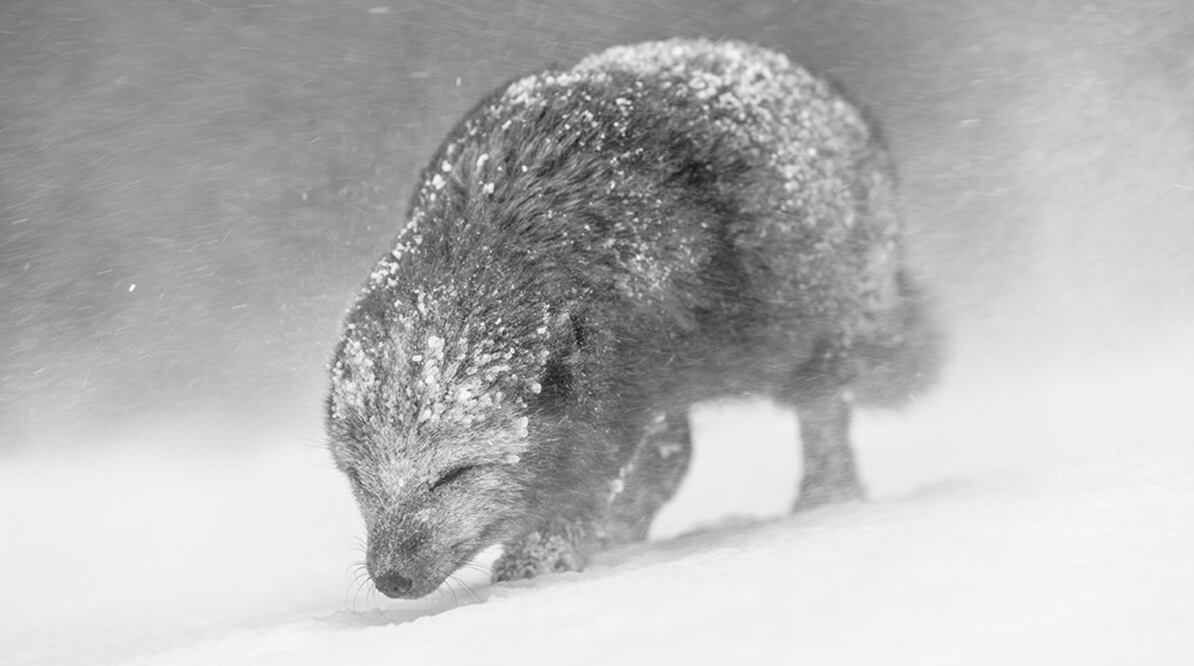 Vince capturó un zorro ártico en Islandia y la foto se convirtió en la ganadora del oro en la categoría de Fotos en blanco y negro. Foto: Vince Burton, Reino Unido