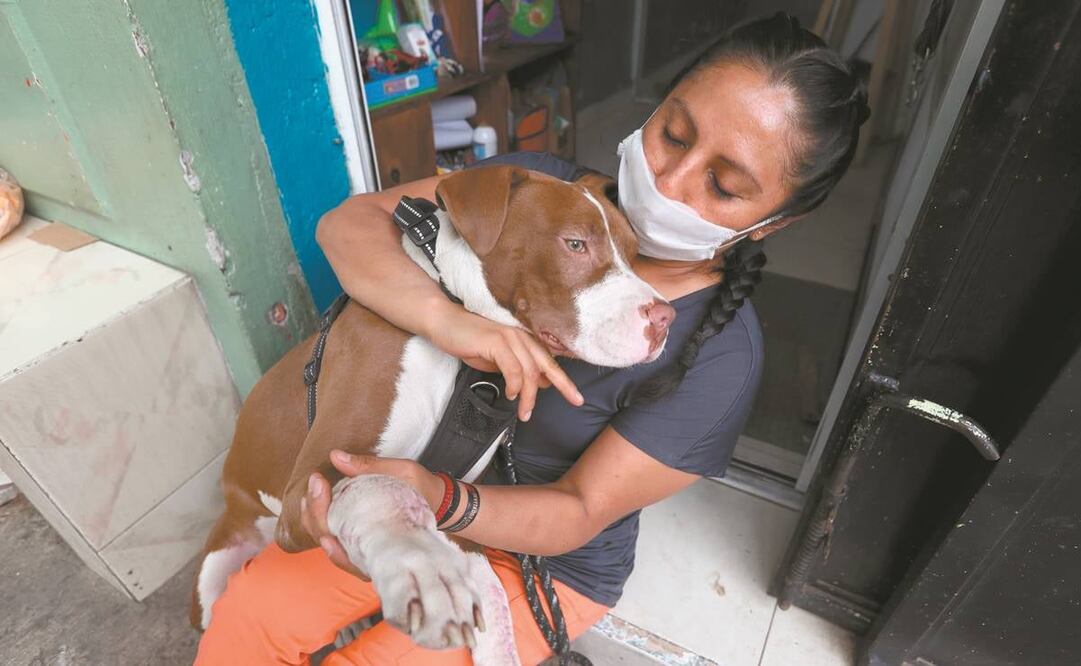 Los virus que afectan a perros y humanos no son iguales, dijo la UNAM. Foto: Archivo/EL UNIVERSAL.