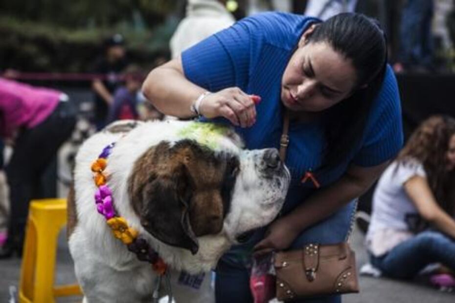 Celebran primer festival hindú para perros en la CDMX