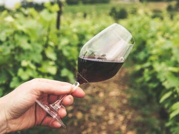 ¿Ya conoces los vinos de San Luis Potosí?