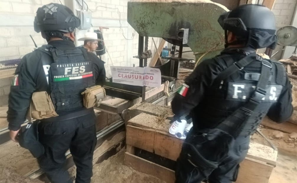 Tala clandestina en Edomex; clausuran predio en Xonacatlán y aseguran miles de metros cúbicos de madera. Foto: Especial