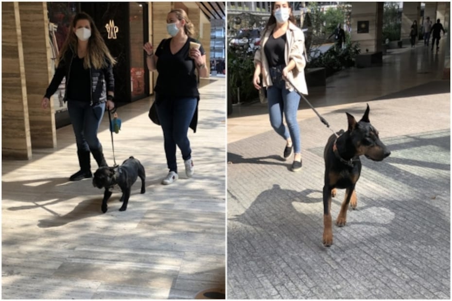 Los covidiotas también son fifí… y no hay vacuna